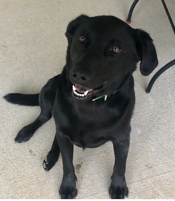 Russell County Animal Clinic Picture 4