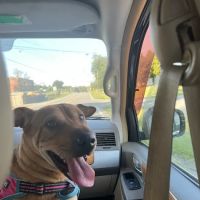 Cumberland Animal Hospital ico