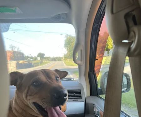 Cumberland Animal Hospital