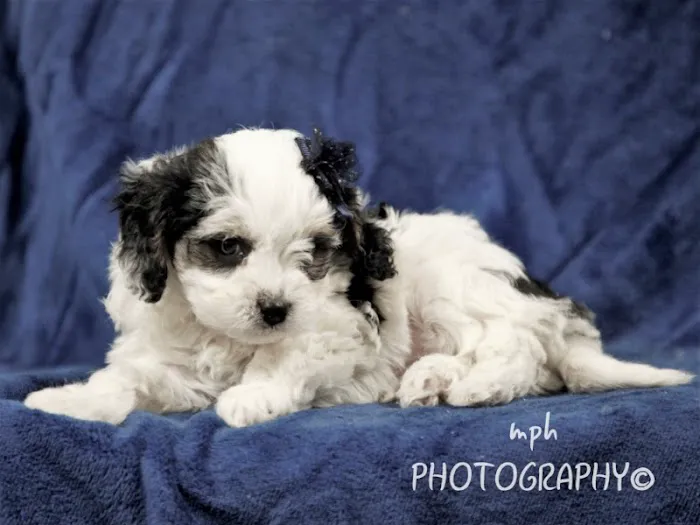 Thomas Ridge Kennels Picture 3