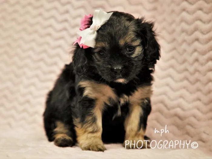 Thomas Ridge Kennels Picture 5