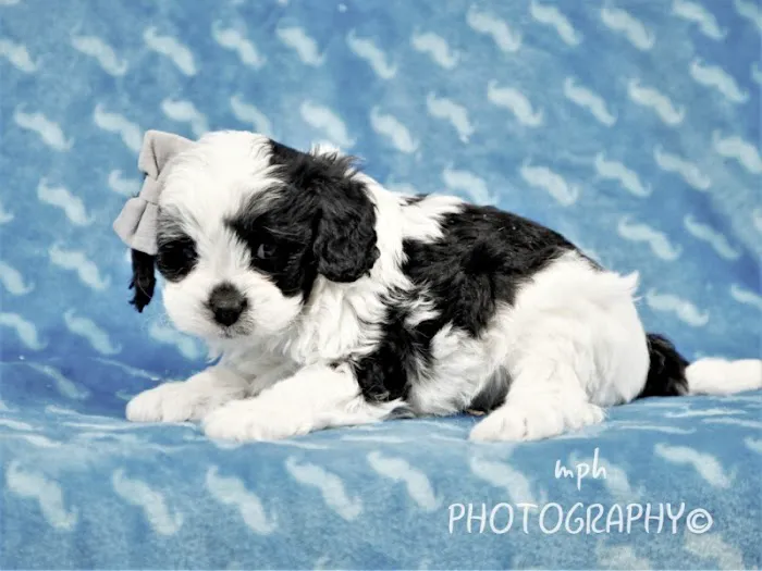 Thomas Ridge Kennels Picture 6