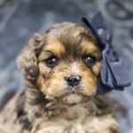 Thomas Ridge Kennels