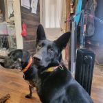 Animal Care Veterinary Center