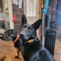 Animal Care Veterinary Center ico