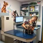 East Side Animal Hospital, A Thrive Pet Healthcare Partner