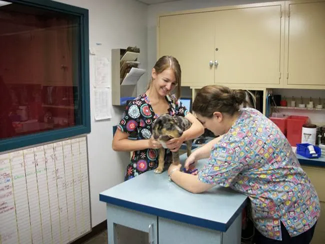 East Side Animal Hospital, A Thrive Pet Healthcare Partner Picture 9