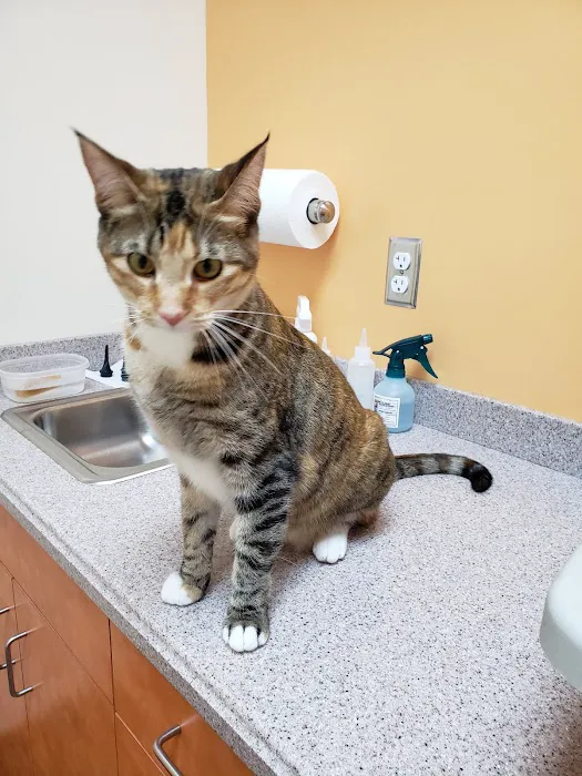 Oak Hill Animal Hospital Picture 3