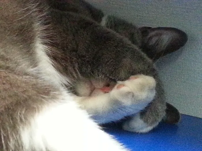 North Park Veterinary Care Picture 1