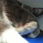 North Park Veterinary Care