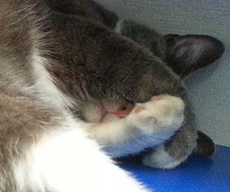 North Park Veterinary Care