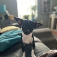Veterinary Specialist Partners ico