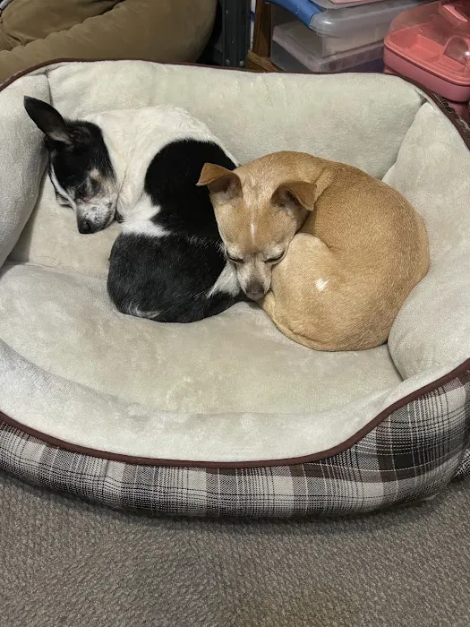 Veterinary Specialist Partners Picture 4