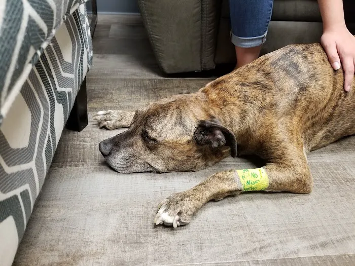VCA All Pet Emergency Center Picture 3