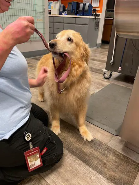 VCA All Pet Emergency Center Picture 10