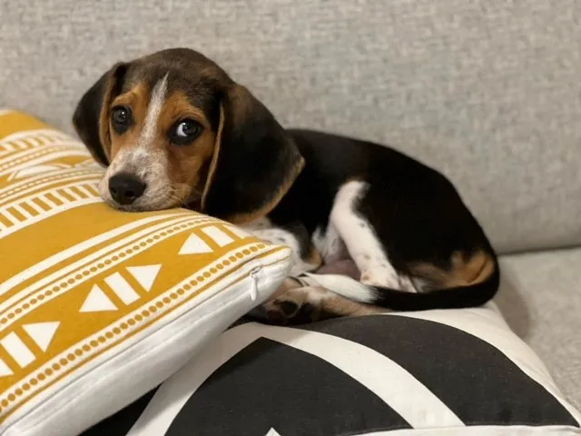 VCA All Pet Emergency Center Picture 2