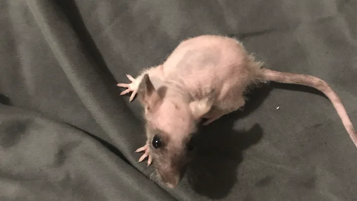 Rodent House Rats For Feeders And Pets Picture 2