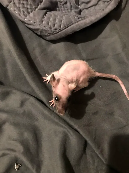 Rodent House Rats For Feeders And Pets Picture 1
