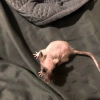 Rodent House Rats For Feeders And Pets ico