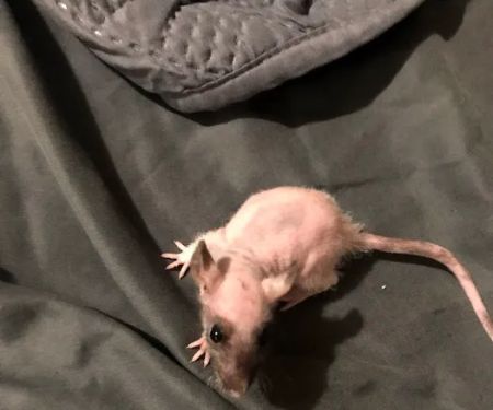 Rodent House Rats For Feeders And Pets
