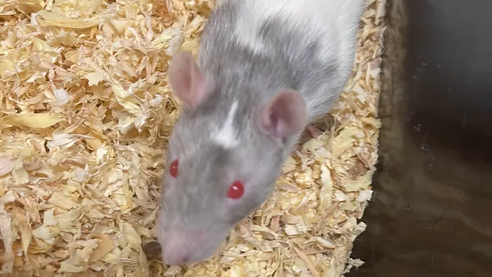 Rodent House Rats For Feeders And Pets Picture 3