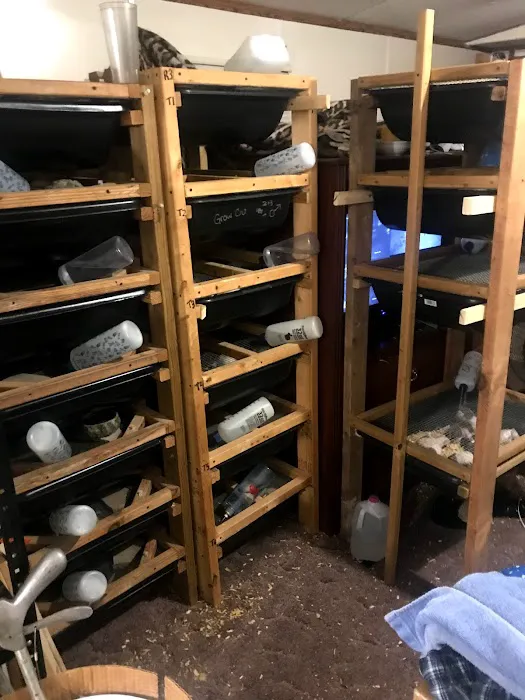 Rodent House Rats For Feeders And Pets Picture 7