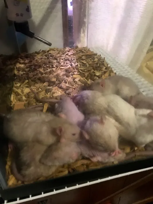 Rodent House Rats For Feeders And Pets Picture 6