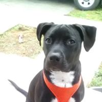 Veterinary Clinic Inc ico