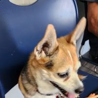 Westgate Veterinary Hospital ico