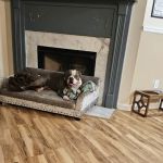 Hotaling Spay Neuter Clinic
