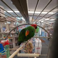 E & L Pets ico
