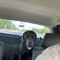 Pennyrile Animal Clinic ico