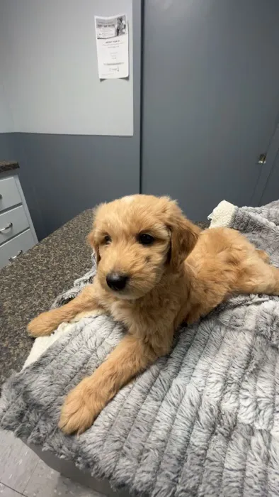 Pennyrile Animal Clinic Picture 4