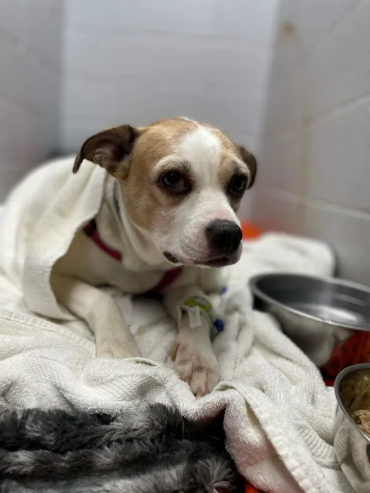 Pennyrile Animal Clinic Picture 7