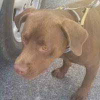 Tender Care Veterinary Clinic ico
