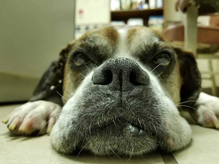 Tender Care Veterinary Clinic Picture 7