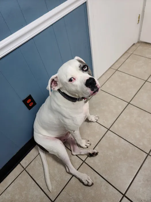 Tender Care Veterinary Clinic Picture 9