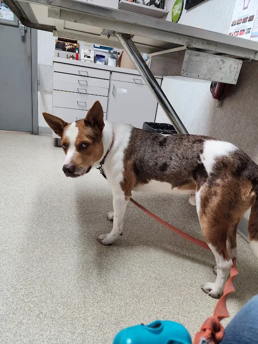 Alpine Pet Care Center Picture 8