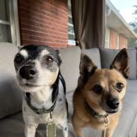 Alpine Pet Care Center ico