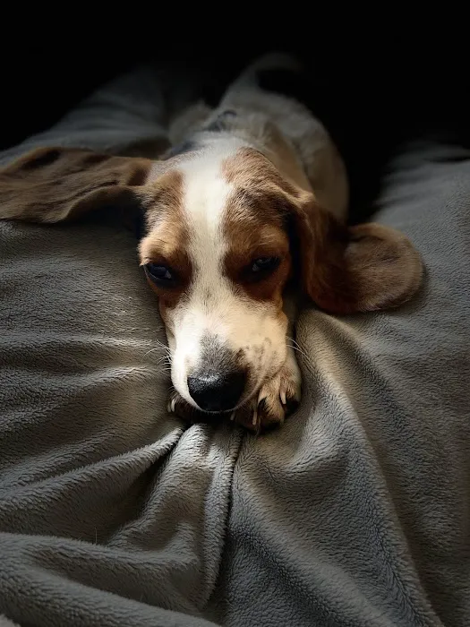 Alpine Pet Care Center Picture 9