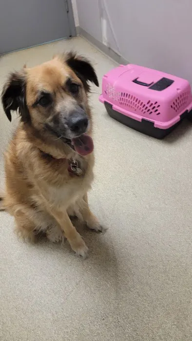 Alpine Pet Care Center Picture 10