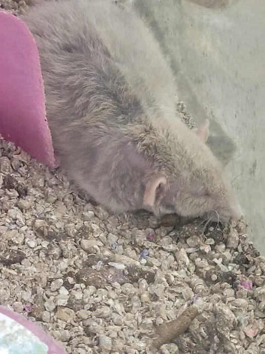 Feeders Pet Supply Picture 2