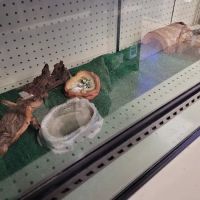 Feeders Pet Supply ico