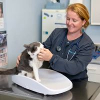 By Pass Animal Clinic ico