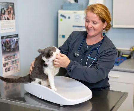 By Pass Animal Clinic