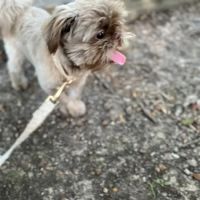Bowling Green Veterinary Emergency Clinic ico