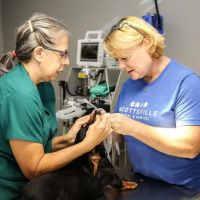 Scottsville Animal Hospital ico