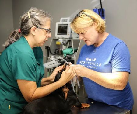 Scottsville Animal Hospital
