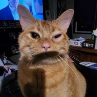 Southcentral Veterinary Services ico