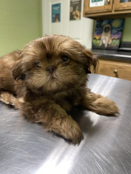 Southcentral Veterinary Services Picture 5